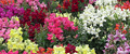 annuals & bulbs