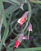 Bossiaea walkeri