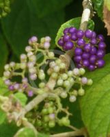 Callicarpa pedunculata