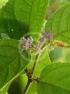 Callicarpa pedunculata