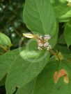 Callicarpa pedunculata