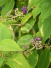 Callicarpa pedunculata