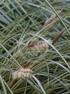 Carex oshimensis Evergold