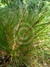 Carex secta