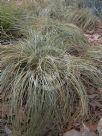 Carex Frosted Curls