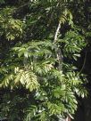 Castanospermum australe