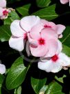 Catharanthus roseus Roseus Group
