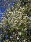 Clematis glycinoides