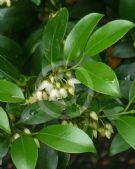 Cleyera japonica
