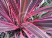 Cordyline Electric Pink