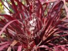 Cordyline Red Fountain