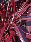 Cordyline Red Fountain