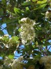 Corymbia intermedia