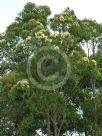 Corymbia intermedia