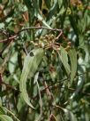Corymbia variegata