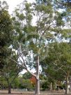 Corymbia variegata