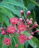 Corymbia Summer Red