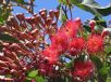 Corymbia Summer Red