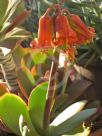 Cotyledon orbiculata orbiculata