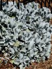 Cotyledon orbiculata Silver Waves