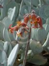Cotyledon orbiculata spuria