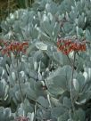 Cotyledon orbiculata spuria