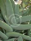 Crassula perfoliata minor