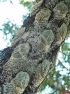 Cyathea brownii