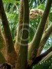 Cyathea brownii