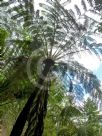 Cyathea brownii