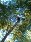 Cyathea brownii