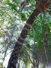 Cyathea cooperi