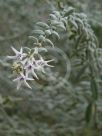 Cyphanthera albicans albicans