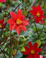 Dahlia coccinea