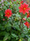 Dahlia coccinea