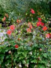 Dahlia coccinea