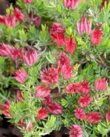 Darwinia grandiflora