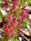 Darwinia grandiflora