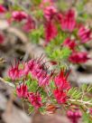 Darwinia grandiflora