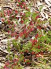 Darwinia grandiflora