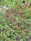 Darwinia grandiflora