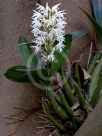 Dendrobium speciosum speciosum