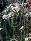 Dendrobium teretifolium