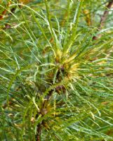 Dryandra tenuifolia
