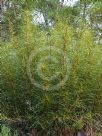Dryandra tenuifolia