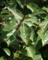 Elaeagnus macrophylla