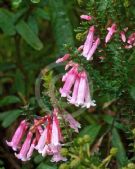 Epacris reclinata