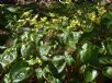 Epimedium versicolor Sulphureum
