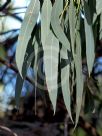 Eucalyptus acaciiformis