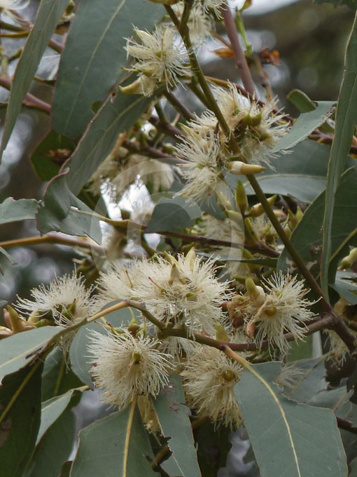 Eucalyptus amplifolia Cabbage Gum information & photos